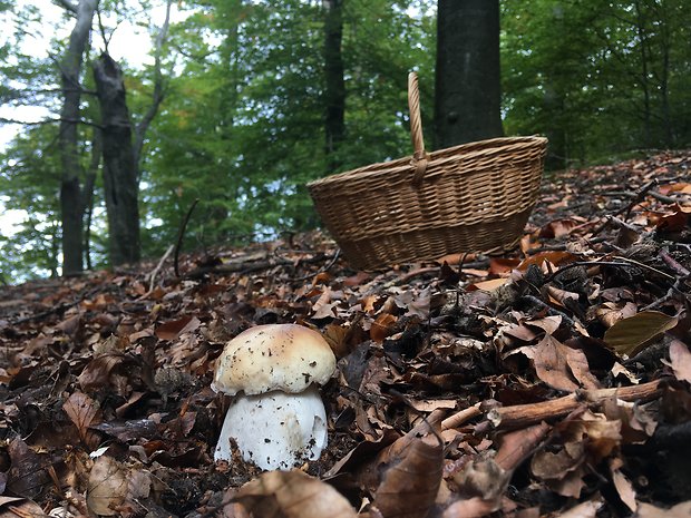 hríb smrekový Boletus edulis Bull.