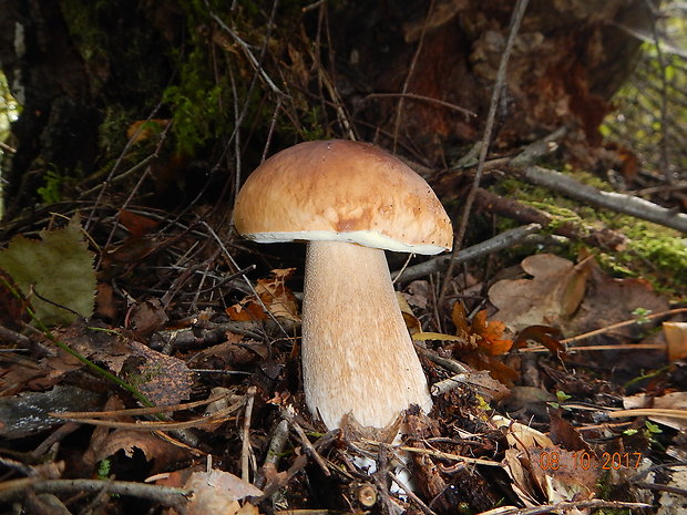 hríb smrekový Boletus edulis Bull.