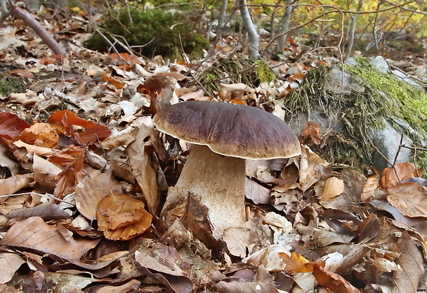 hríb smrekový Boletus edulis Bull.