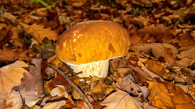 hríb smrekový Boletus edulis Bull.