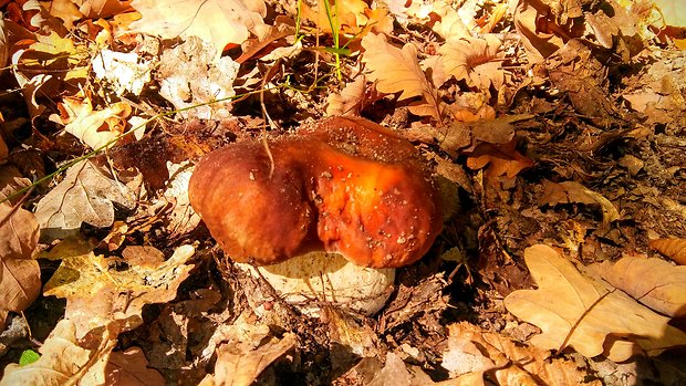 hríb smrekový Boletus edulis Bull.