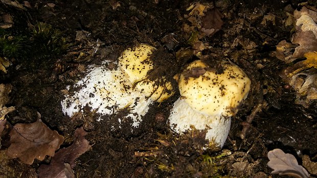 hríb smrekový Boletus edulis Bull.