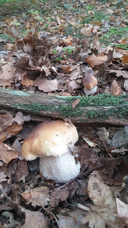 hríb smrekový Boletus edulis Bull.