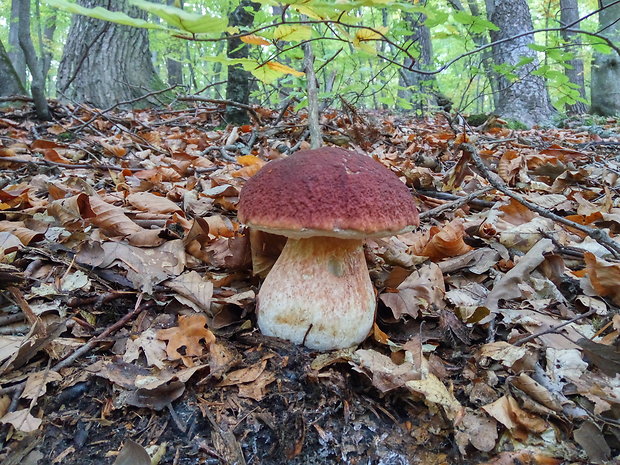 hríb sosnový Boletus pinophilus Pil. et Dermek in Pil.