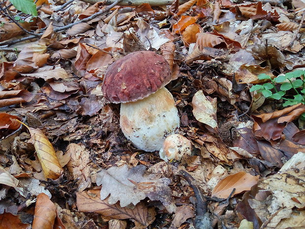 hríb sosnový Boletus pinophilus Pil. et Dermek in Pil.