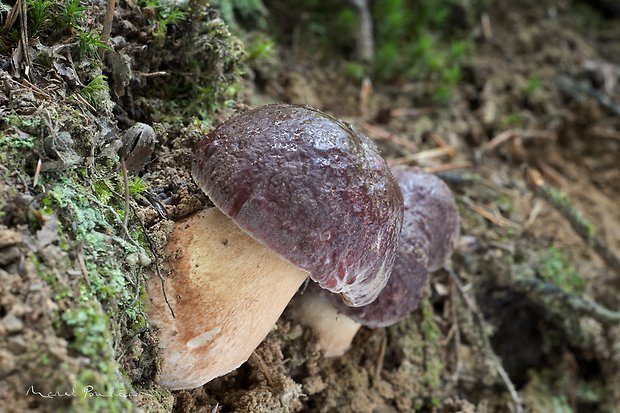 hríb sosnový Boletus pinophilus Pil. et Dermek in Pil.