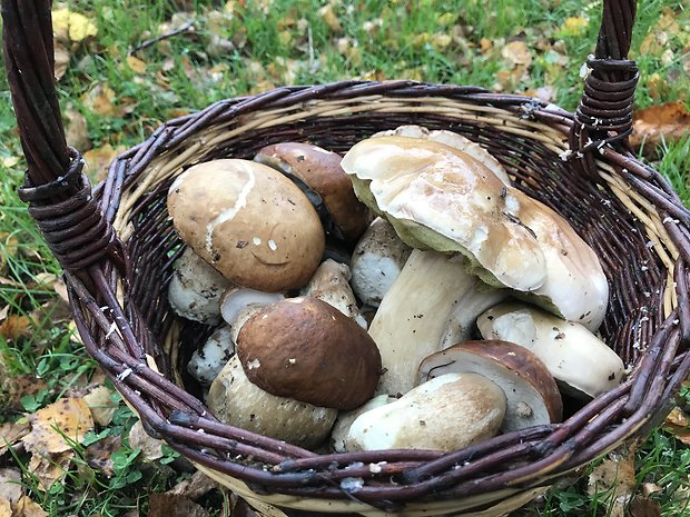 hríb dubový Boletus reticulatus Schaeff.