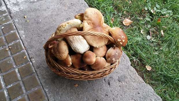 hríb dubový Boletus reticulatus Schaeff.