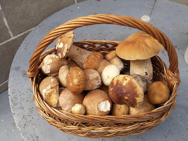 hríb dubový Boletus reticulatus Schaeff.