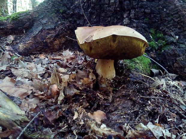 hríb Boletus sp.