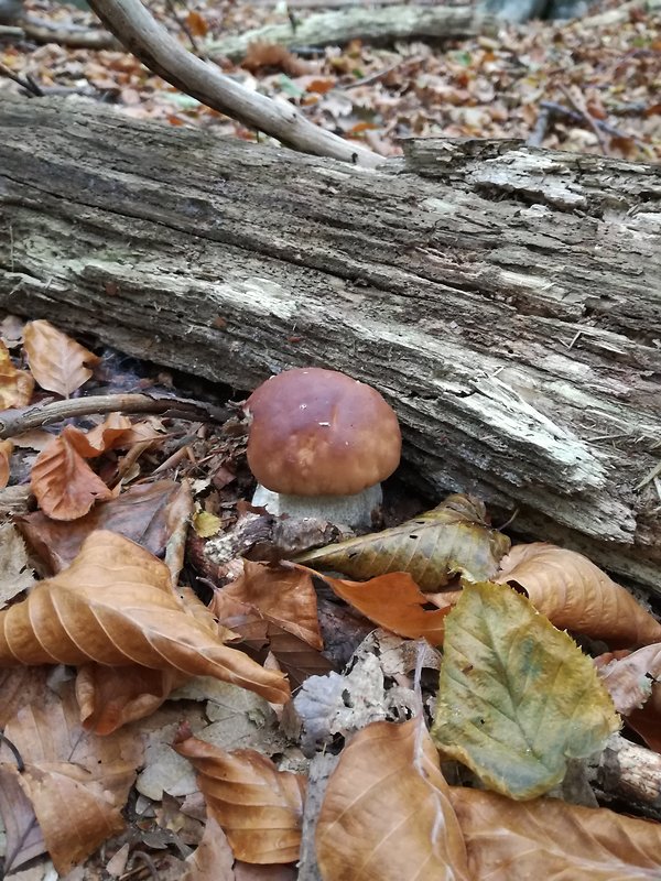 hríb Boletus sp.