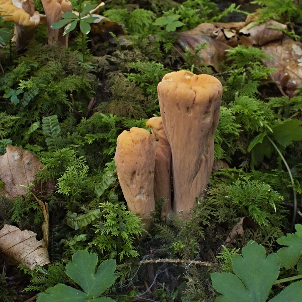 kyjak useknutý Clavariadelphus truncatus Donk