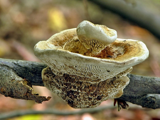 sieťkovček červenkastý Daedaleopsis confragosa (Bolton) J. Schröt.