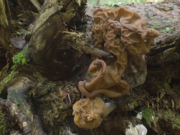 ušiak mitrovitý Gyromitra infula (Schaeff.) Quél.