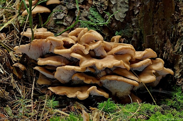 húževnatček ulitovitý Lentinellus cochleatus (Pers.) P. Karst.