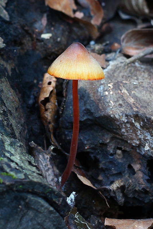 prilbička šafranová Mycena crocata (Schrad.) P. Kumm.