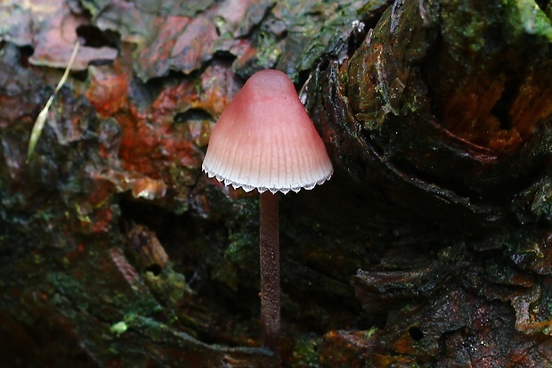 prilbička krvavomliečna Mycena haematopus (Pers.) P. Kumm.