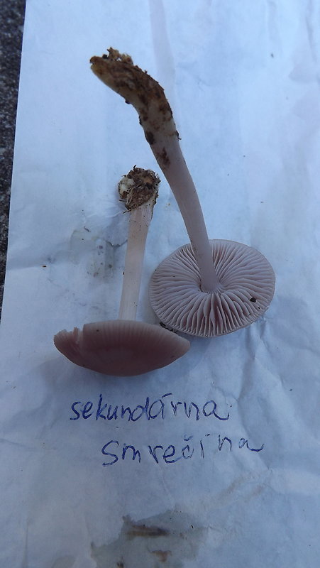 prilbička reďkovková Mycena pura (Pers.) P. Kumm.