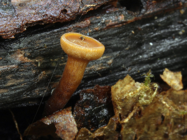 terčovka dubová Rutstroemia firma (Pers.) P. Karst.