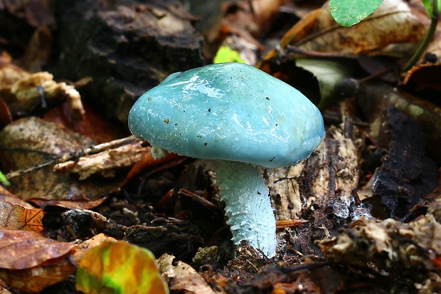 golierovka zelenkastá Stropharia aeruginosa (Curtis) Quél.