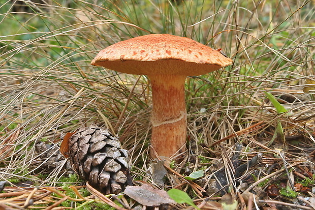 masliak tridentský Suillus tridentinus (Bres.) Singer