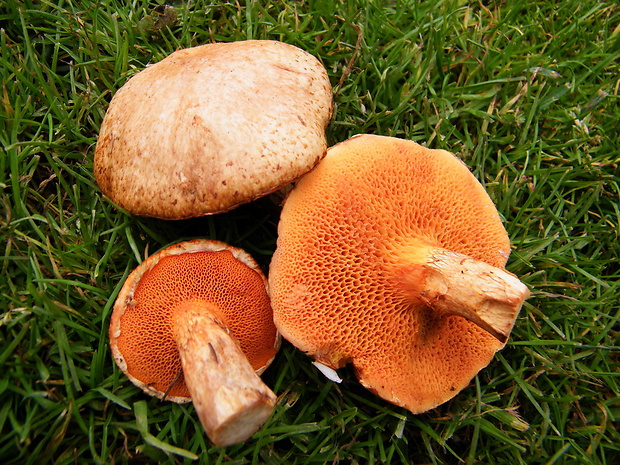 masliak tridentský Suillus tridentinus (Bres.) Singer