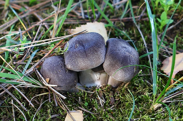 čírovka zemná Tricholoma terreum (Schaeff.) P. Kumm.