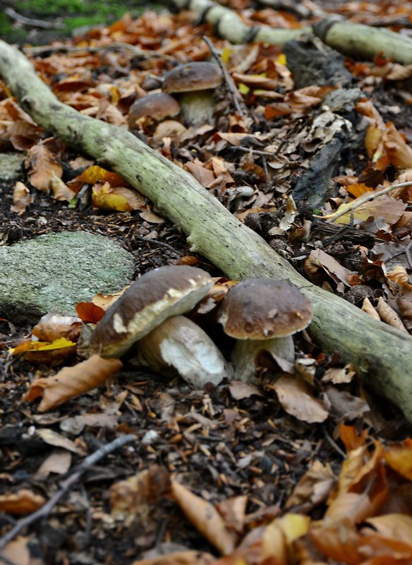 hríb dubový Boletus reticulatus Schaeff.