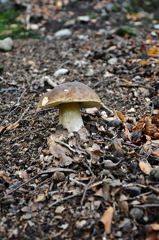 hríb dubový Boletus reticulatus Schaeff.