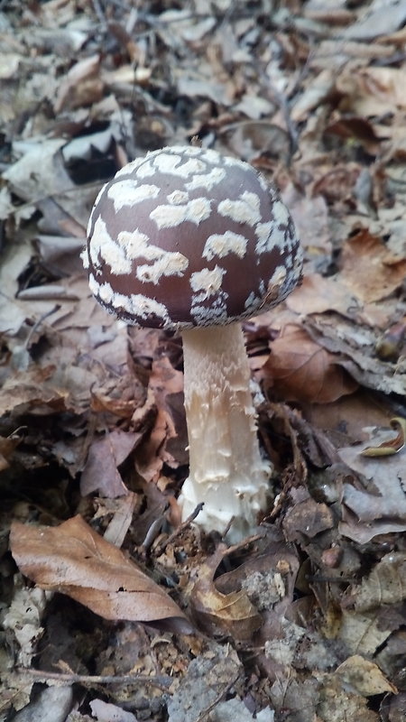 muchotrávka tigrovaná Amanita pantherina (DC.) Krombh.