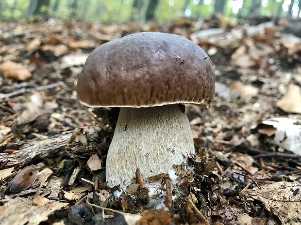 hríb smrekový Boletus edulis Bull.