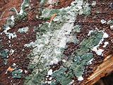 trichoderma