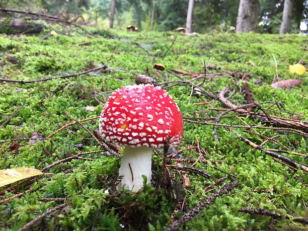 muchotrávka červená Amanita muscaria (L.) Lam.