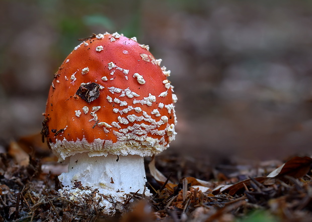 muchotrávka červená Amanita muscaria (L.) Lam.