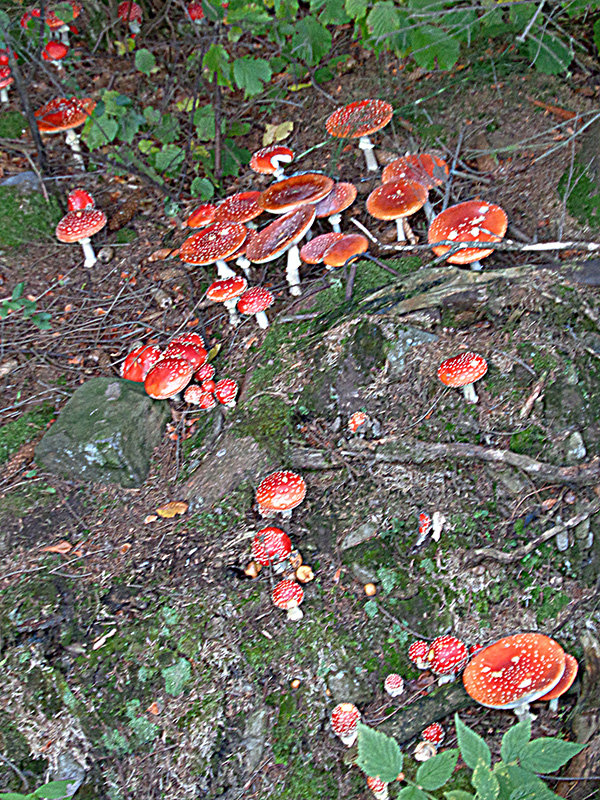 muchotrávka červená Amanita muscaria (L.) Lam.