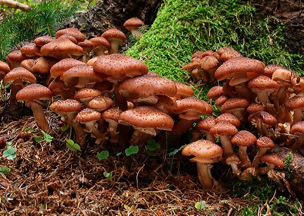 podpňovka tmavá Armillaria ostoyae (Romagn.) Herink