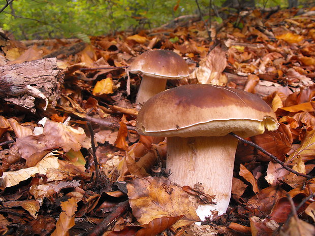 hríb smrekový Boletus edulis Bull.