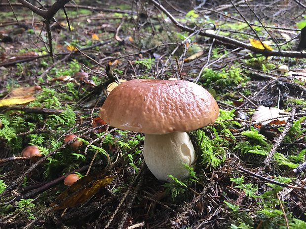 hríb smrekový Boletus edulis Bull.