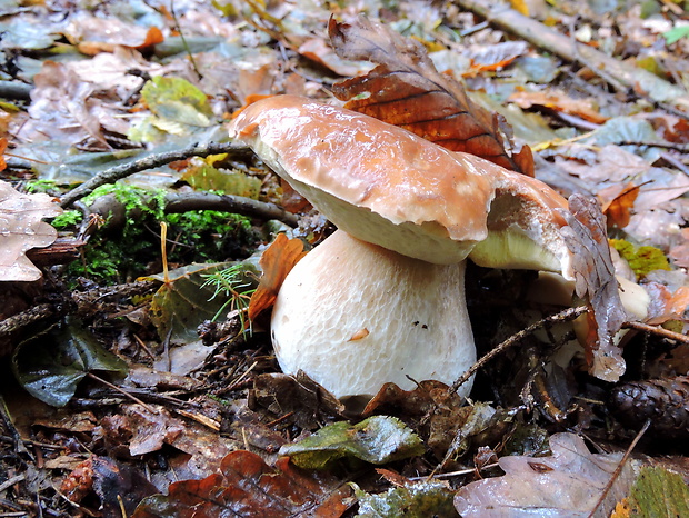 hríb smrekový Boletus edulis Bull.