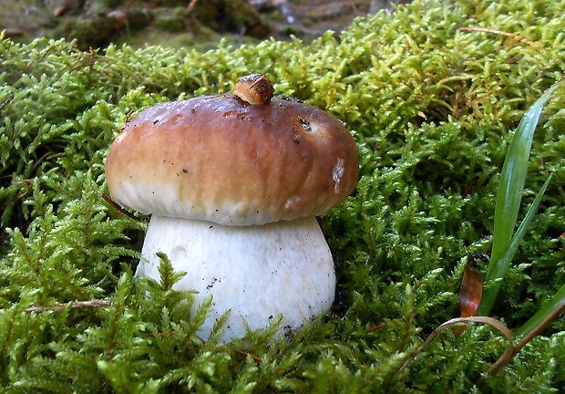 hríb smrekový Boletus edulis Bull.