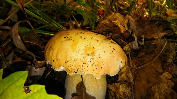 hríb smrekový Boletus edulis Bull.