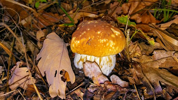 hríb smrekový Boletus edulis Bull.