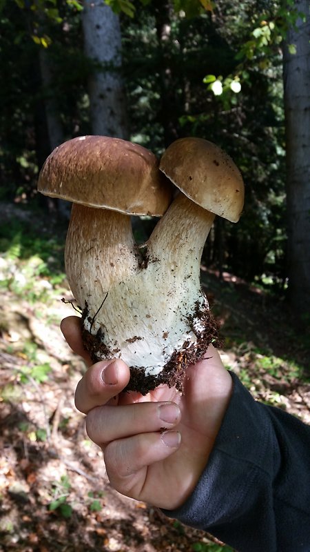 hríb dubový Boletus reticulatus Schaeff.