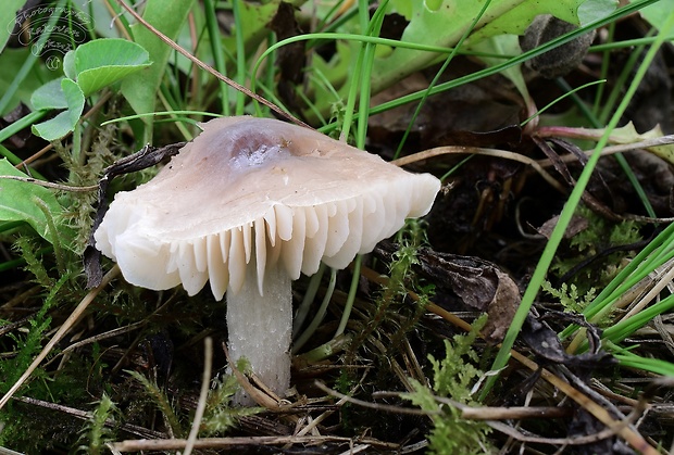 lúčnica výstredná Cuphophyllus fornicatus (Fr.) Lodge, Padamsee & Vizzini