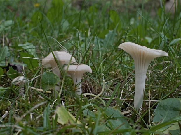 lúčnica snehobiela Cuphophyllus virgineus (Wulfen) Kovalenko