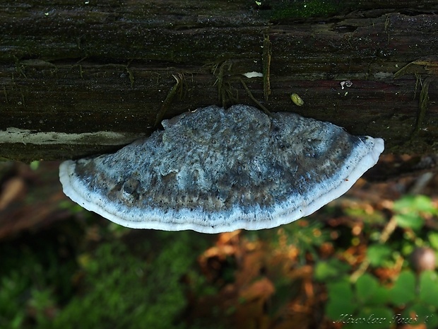 šťavnatec modrastý Cyanosporus caesius (Schrad.) McGinty