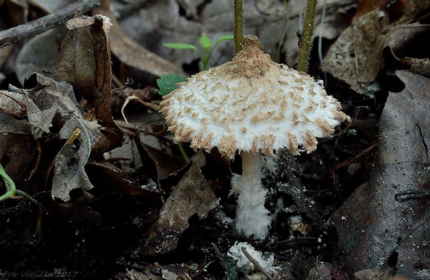 bedlica pomúčená Cystolepiota pulverulenta (Huijsman) Vellinga