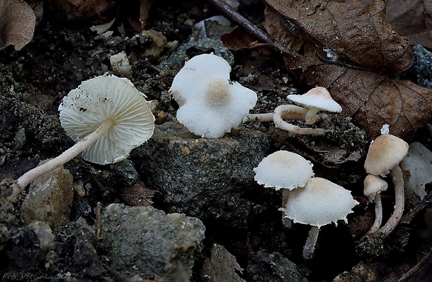 bedlička ligotavá Cystolepiota seminuda (Lasch) Bon