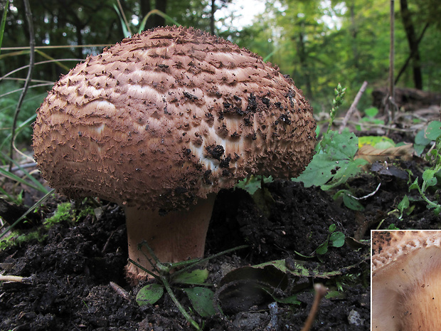 bedlička ostrošupinatá Echinoderma asperum (Pers.) Bon