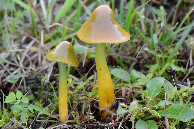 lúčnica žltozelená Gliophorus psittacinus (Schaeff.) Herink